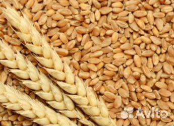 Пшеница фуражная в мешках