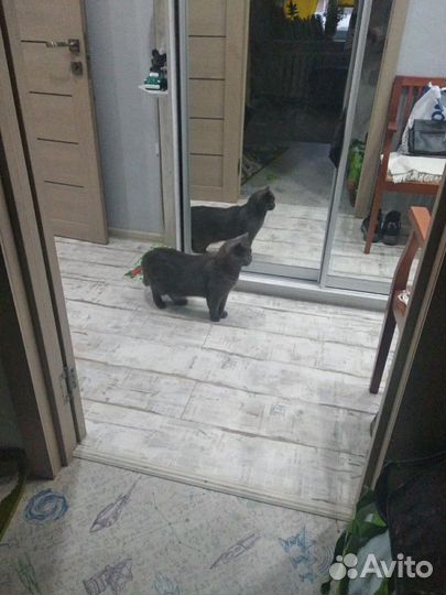 Передержка собак и кошек