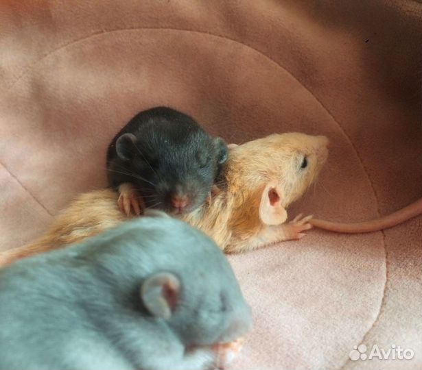 Крысята Дамбо разные. Редкие
