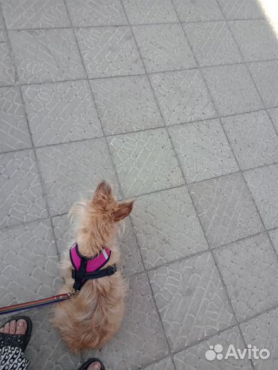 Йоркширский терьер