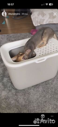 Туалет лоток для кошек Savic