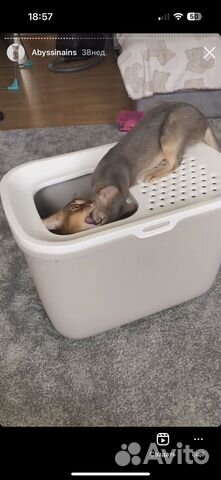 Туалет лоток для кошек Savic