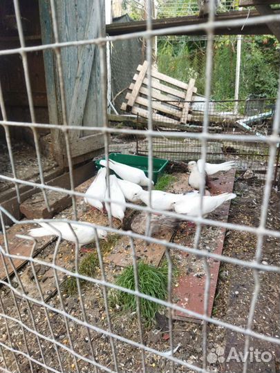 Голуби Бакинцы