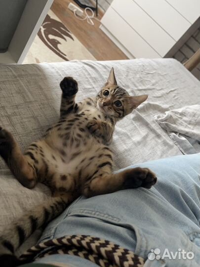 Бенгальский кот