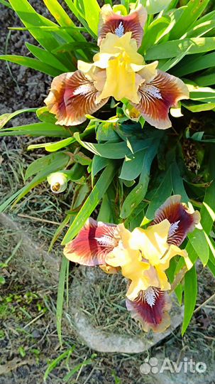 Ирисы бородатые карликовые (SDB)