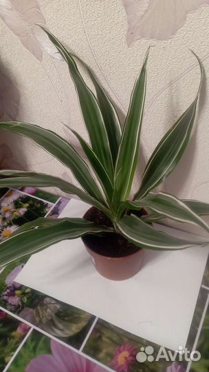 Драцена фрагранс Варнески