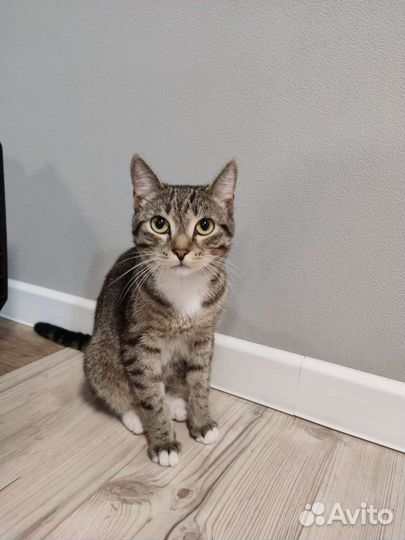 Кошка в дар бесплатно