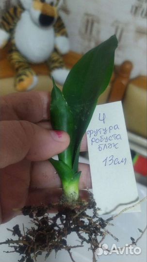 Футура блэк робуста