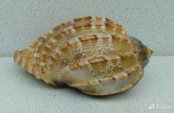 Харпа 10,40 морская ракушка раковина