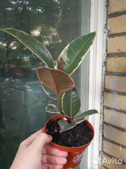 Фикус вариегатный, Тинеке и Белиз