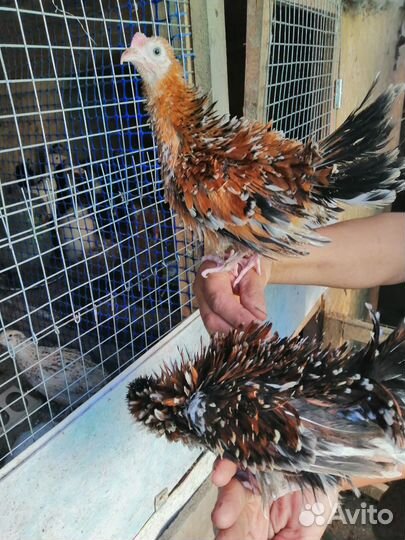 Шершетки, Цыплята, инкубационное яйцо