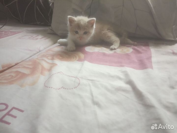 Отдам бесплатно кота