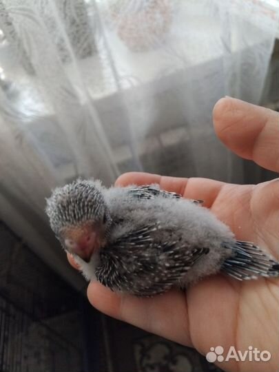 Птенцы волнистых попугаев