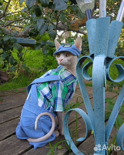 Канадский сфинкс, вязка