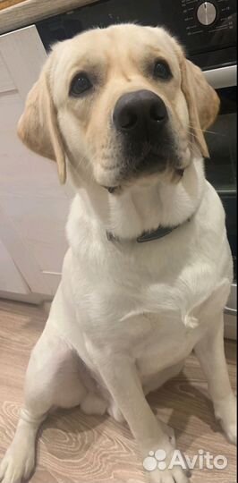 Вязка. Кобель лабрадора