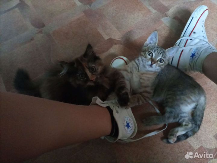 Метис русской голубой