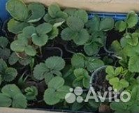 Рассада клубники Альба