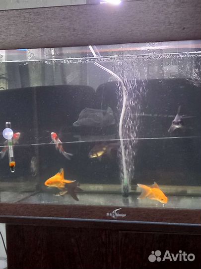 Аквариум 60л фильтр, золотые рыбки