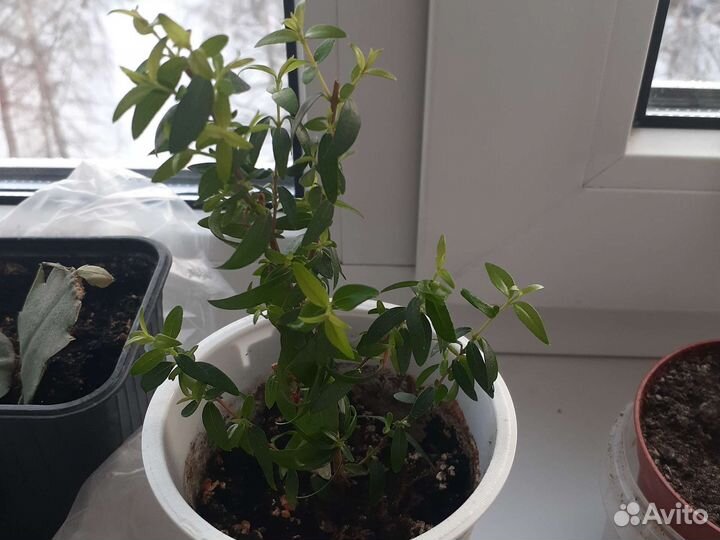 Комнатные цветы