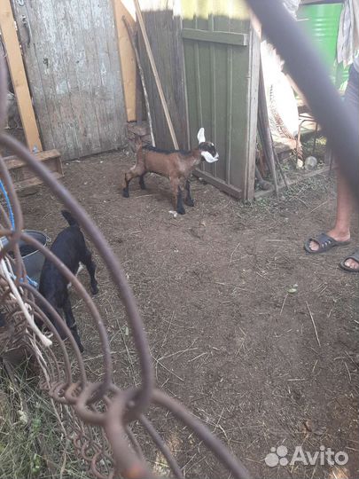 Домашние животные