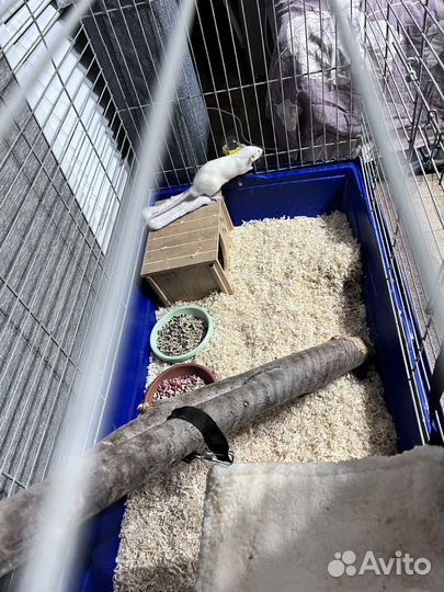 Клетка для грызунов очень большая