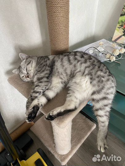 Британский кот вязка