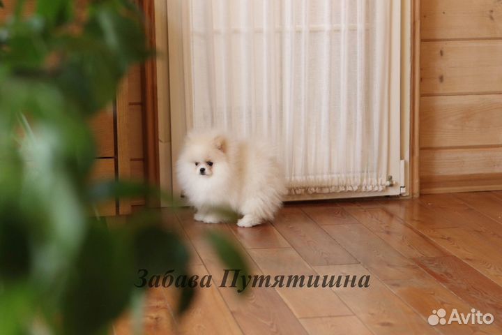 Шпиц шикарный мишка