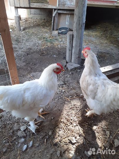 Петухи