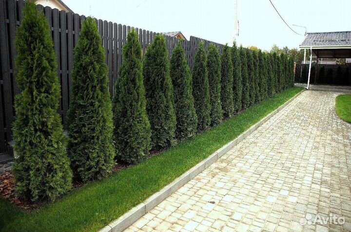 Туя брабант