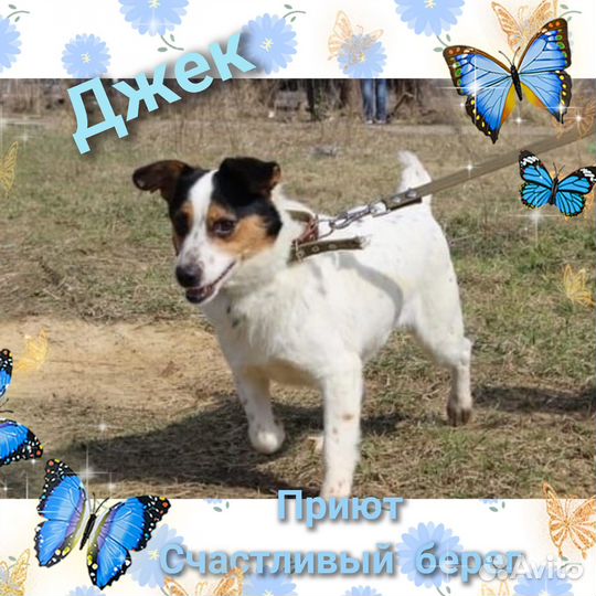 Не большая собачка бесплатно