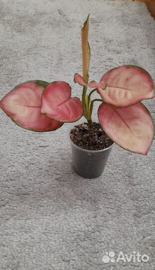 Антуриумы,Аглаонемы,Сингониум Клубничный лёд и др