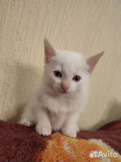 Балинезийская кошка
