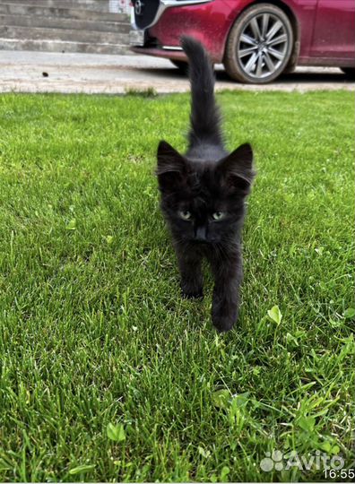 Котенок/ кошка/2 месяца. бесплатно