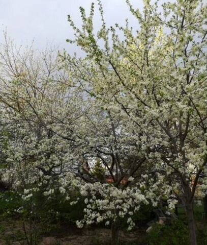 Дача 44 м² на участке 4,5 сот.