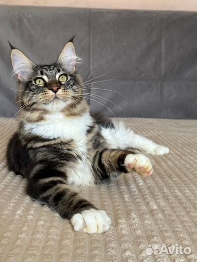 Котята шоу класс WCF