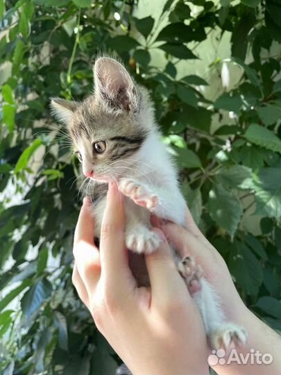 Кошки в добрые руки