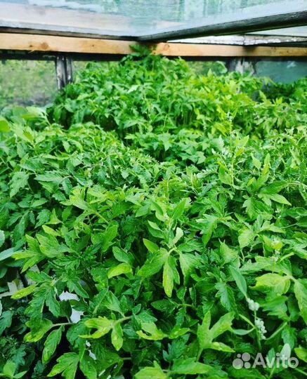 Рассада (баклажаны, томаты, перец)