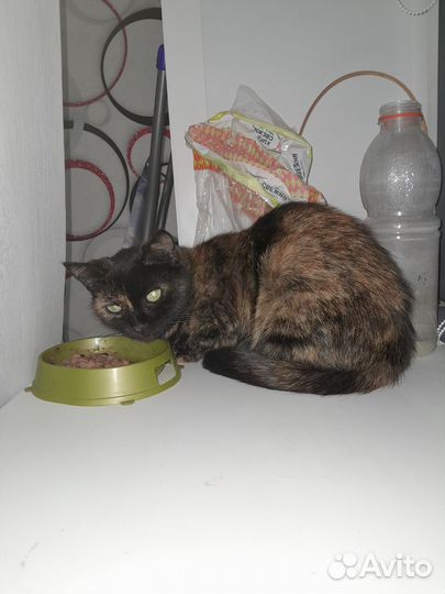 Молодая кошка Груша (Груня)