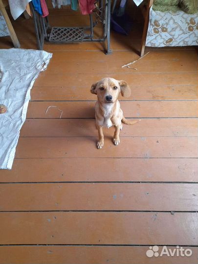 Левретка в добрые руки