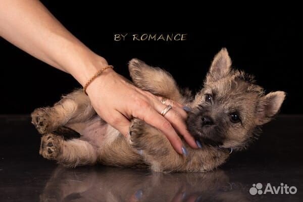 Керн терьер щенки