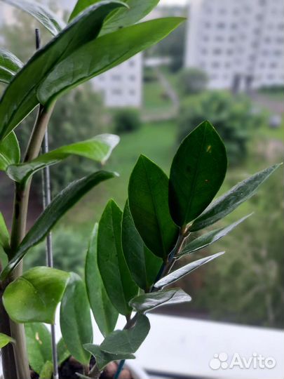 Замиокулькас