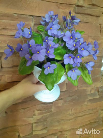 Сортовые фиалки