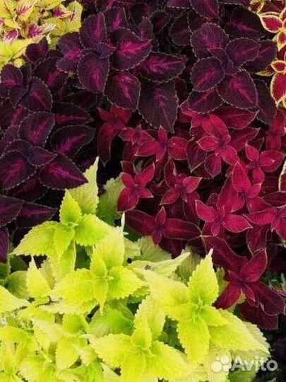 Колеусы вегетативные