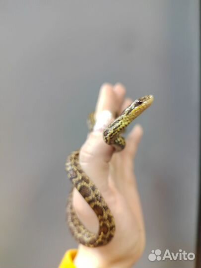 Узорчатый полоз