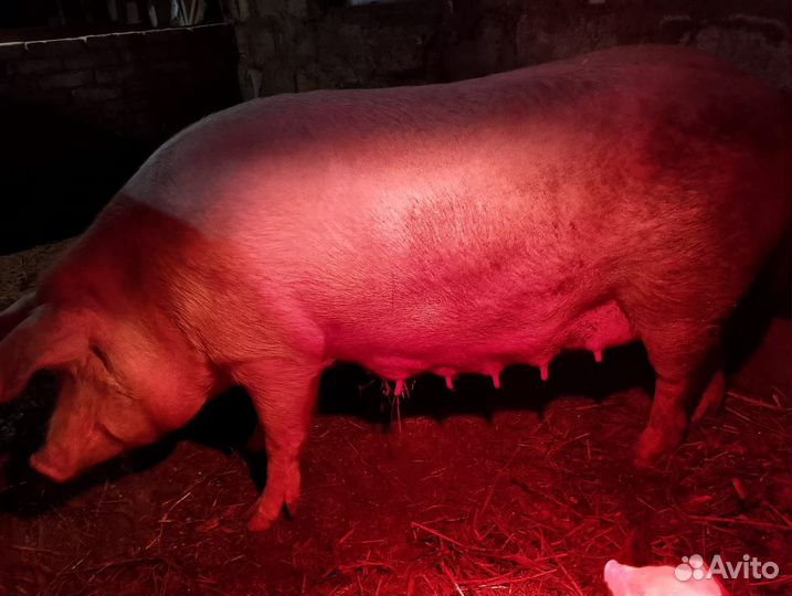 Продам поросят