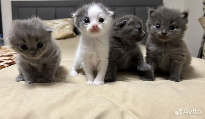 Котята
