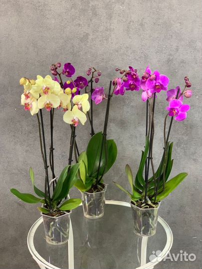 Орхидеи 3-х ствольные