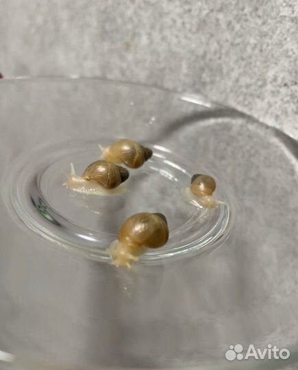 Улитки Ахатины бесплатно