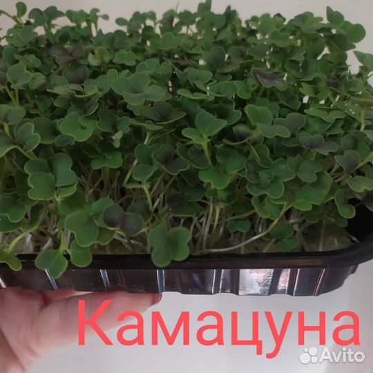 Микрозелень для вас и ваших питомцев