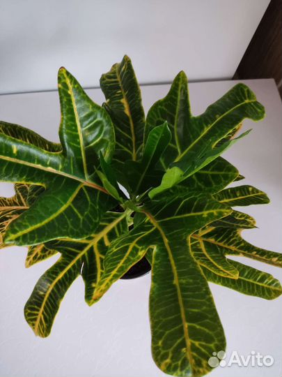 Кодиеум кротон